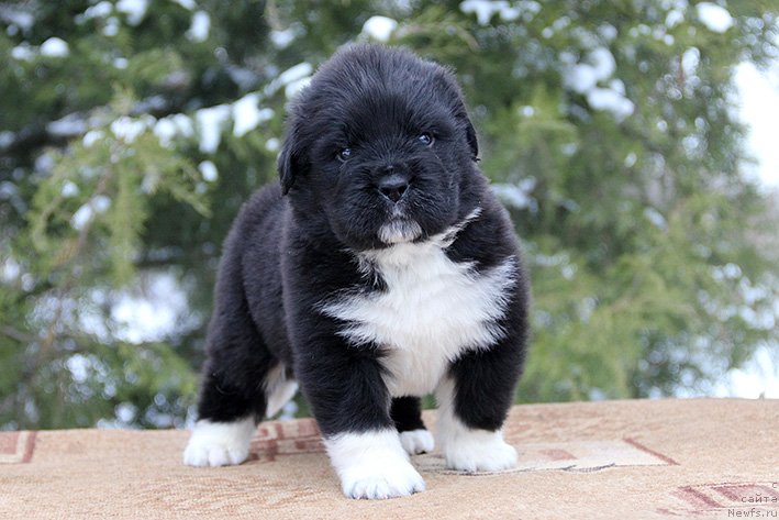 Фото: Ферлакур с Берега Дона