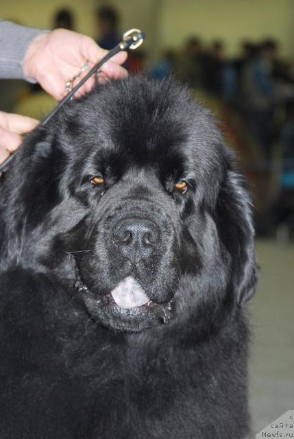 Фото: ньюфаундленд Gay New Space Prestizh (Гай Нью Спейс Престиж)