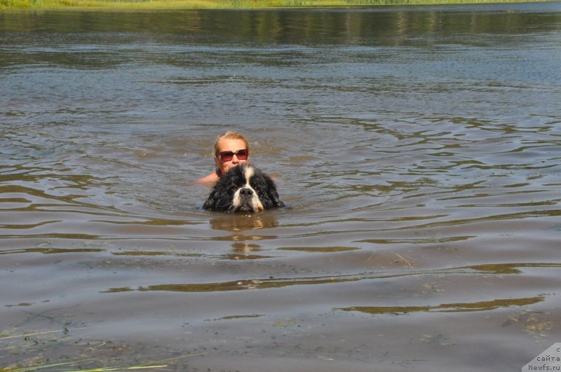 Фото: ньюфаундленд Fluffy Avalanch Surpassing All Expektations (Флюфи Аваланч Сурпассинг Алл Експестатионс)