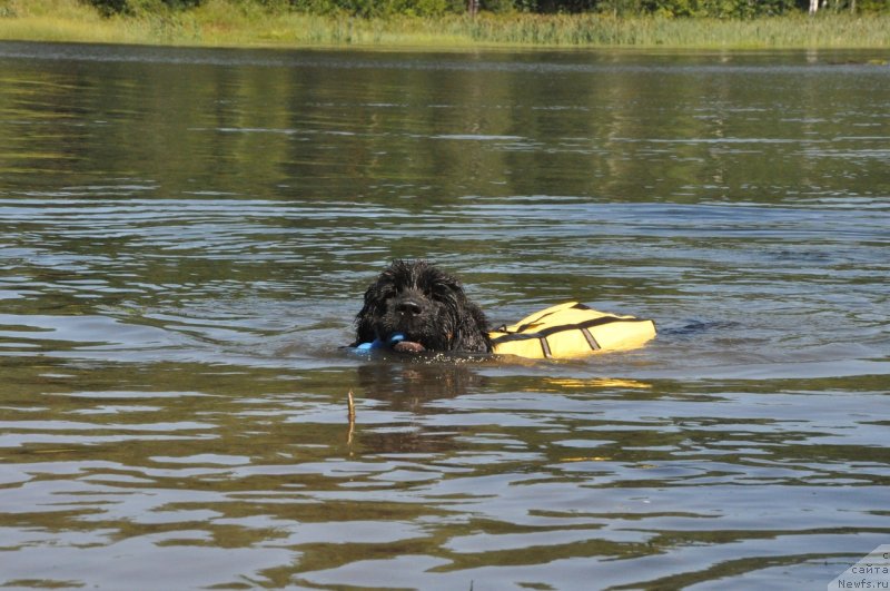 Фото: ньюфаундленд Vladyka Gor Apriori Astera (Владыка Гор Априори Астера)