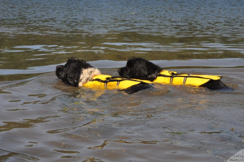Фото: ньюфаундленд Fluffy Avalanche Civilization (Флюфи Аваланч Цивилизация), ньюфаундленд Vladyka Gor Apriori Astera (Владыка Гор Априори Астера)