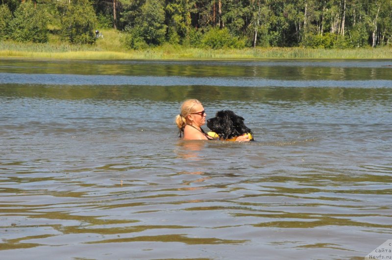 Фото: ньюфаундленд Vladyka Gor Apriori Astera (Владыка Гор Априори Астера)