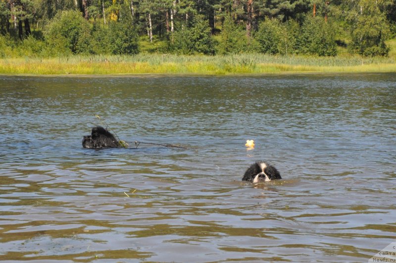 Фото: ньюфаундленд Dart Veyder (Дарт Вейдер), ньюфаундленд Fluffy Avalanch Surpassing All Expektations (Флюфи Аваланч Сурпассинг Алл Експестатионс)