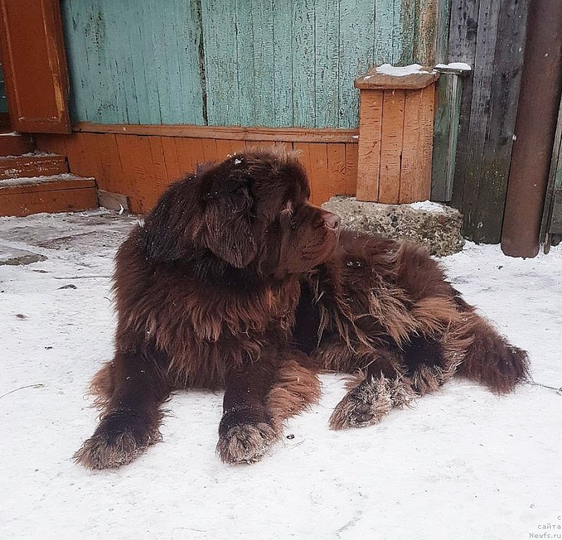 Фото: ньюфаундленд Hakku Shokoladnyy Medved (Хакку Шоколадный Медведь)