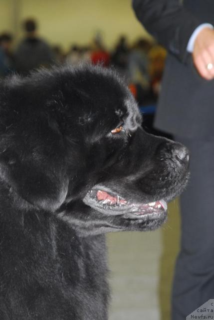 Фото: ньюфаундленд Gay New Space Prestizh (Гай Нью Спейс Престиж)