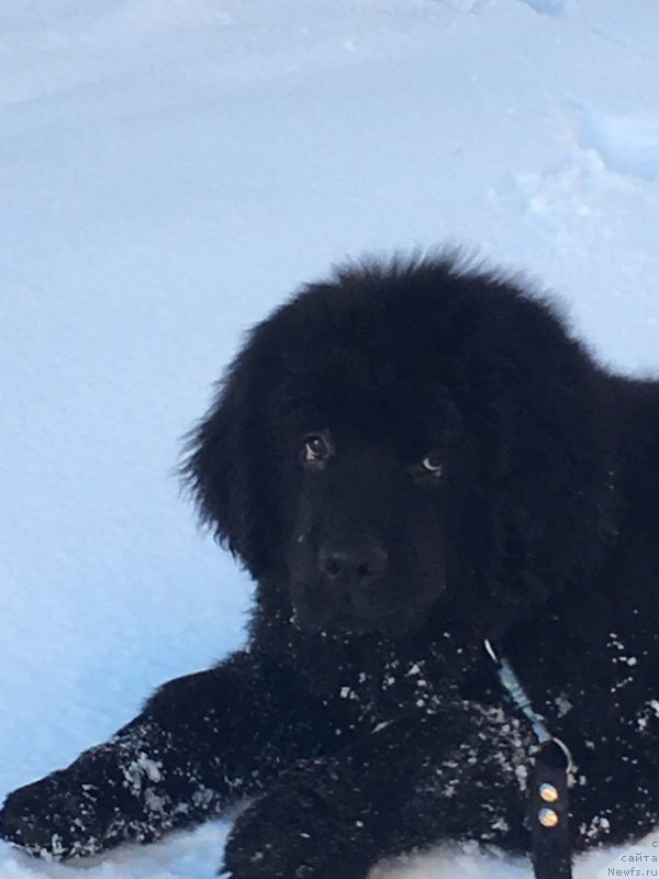 Фото: ньюфаундленд Smigar Grin Bruk (Смигар Грин Брук)