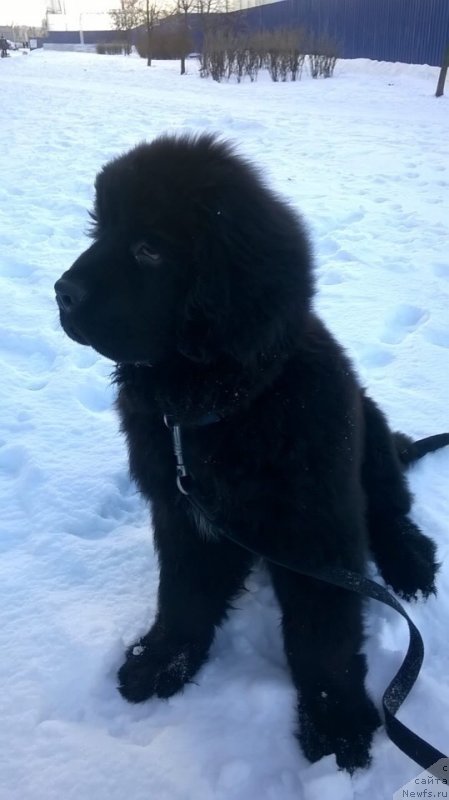 Фото: ньюфаундленд Smigar Grin Bruk (Смигар Грин Брук)