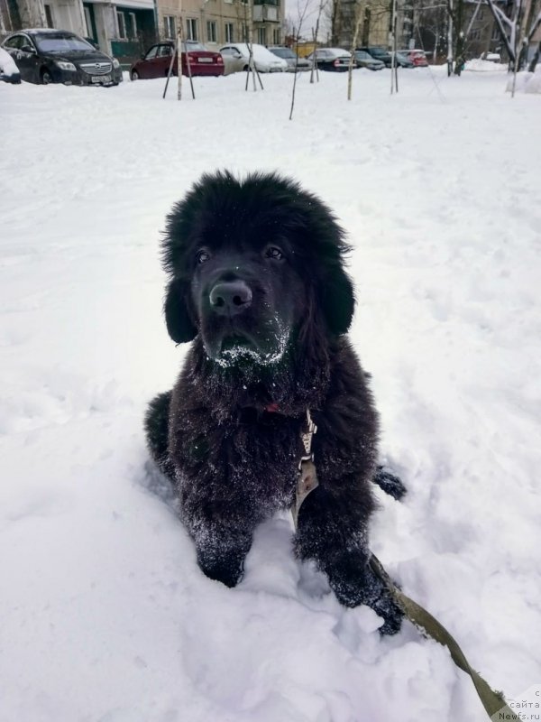 Фото: ньюфаундленд Smigar Gollivud Smayl (Смигар Голливуд Смайл)