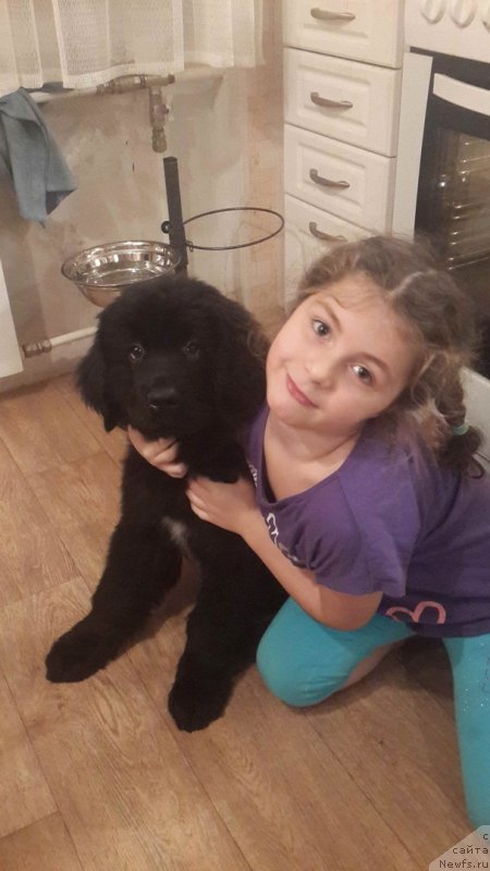 Фото: ньюфаундленд Smigar Golden Rul (Смигар Голден Рул)