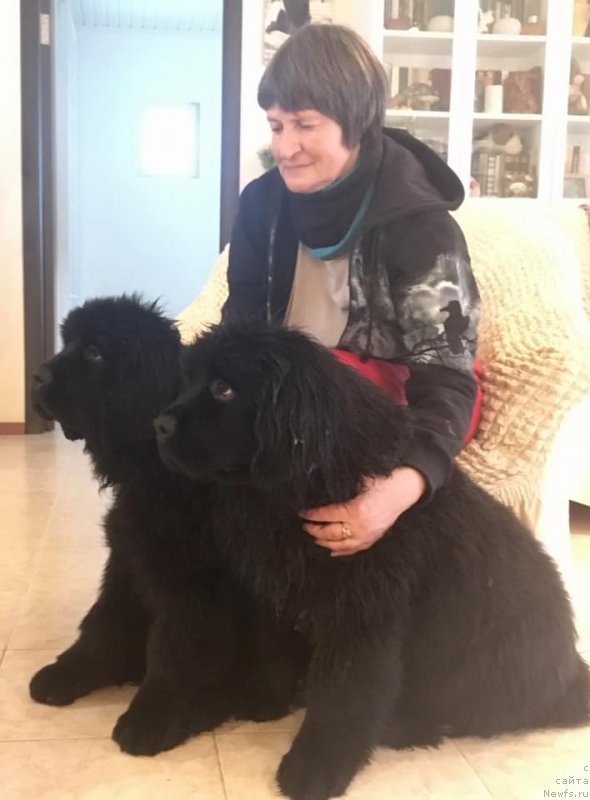 Фото: ньюфаундленд Smigar Glen Ellen (Смигар Глен Эллен), ньюфаундленд Smigar Greysleyk (Смигар Грейслейк)