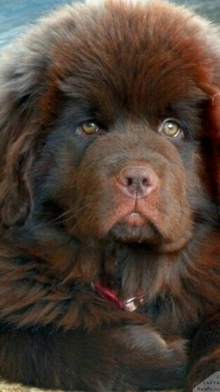 Фото: ньюфаундленд Graf Gulliver iz Zamka Melvin (Граф Гулливер из Замка Мелвин)