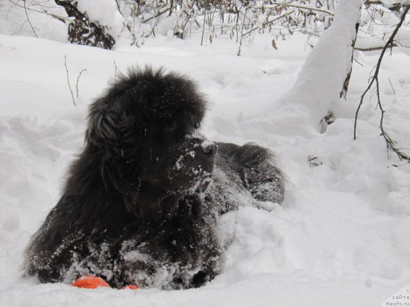 Фотография № 241218