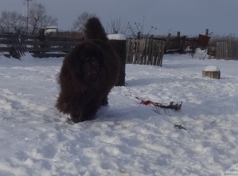Фото: ньюфаундленд N'yufort Vorojeya (Ньюфорт Ворожея)