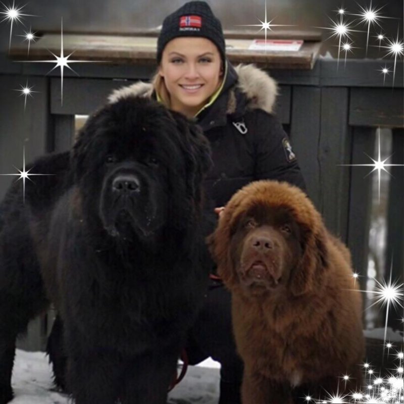 Фото: ньюфаундленд N'yufort Instinkt Vinner Knayt Itus (Ньюфорт Инстинкт Виннер Кнайт Итус), ньюфаундленд N'yufort Oveyshen Goldi Knayt (Ньюфорт Овейшен Голди Кнайт)