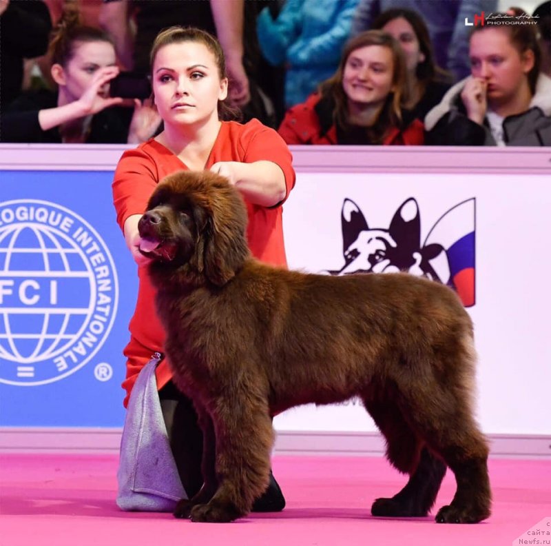 Фото: ньюфаундленд N'yufort Oveyshen Goldi Knayt (Ньюфорт Овейшен Голди Кнайт)