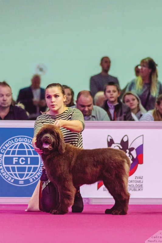 Фото: ньюфаундленд N'yufort Oveyshen Goldi Knayt (Ньюфорт Овейшен Голди Кнайт)