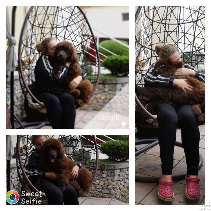 Фото: ньюфаундленд N'yufort Oveyshen Goldi Knayt (Ньюфорт Овейшен Голди Кнайт)