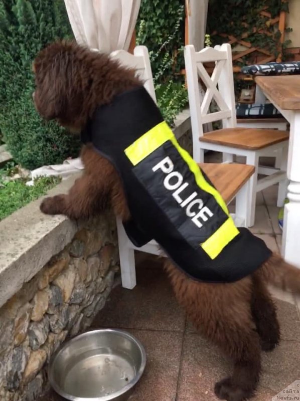 Фото: ньюфаундленд N'yufort Oveyshen Goldi Knayt (Ньюфорт Овейшен Голди Кнайт)