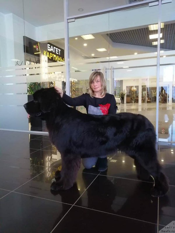 Фото: ньюфаундленд Super Premium Excellent Excess (Супер Премиум Экселенс Эксесс)