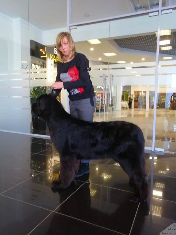 Фото: ньюфаундленд Super Premium Excellent Excess (Супер Премиум Экселенс Эксесс)