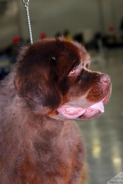 Фото: ньюфаундленд Amazing Grace vom Riesrand