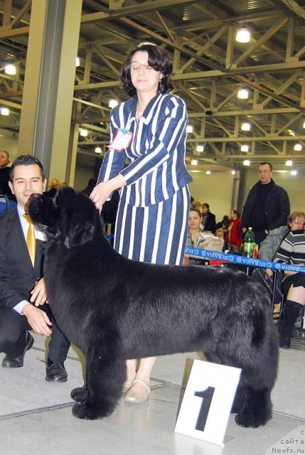 Фото: ньюфаундленд Zholli Wonderfull iz Medvejyego Yara (Жолли Вандерфулл из Медвежьего Яра)