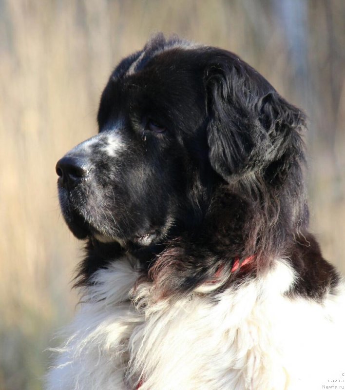 Фото: ньюфаундленд Sent Djons Isida (Сент Джонс Исида)