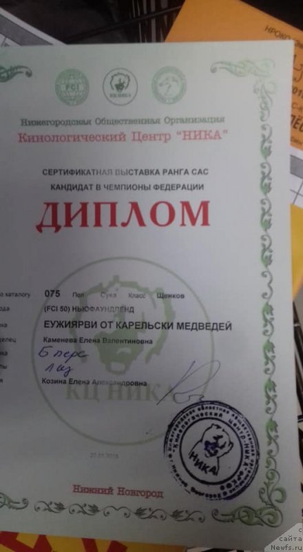 Фото: ньюфаундленд Euzhiyarvi ot Karelskikh Medvedey (Еужиярви от Карельских Медведей)