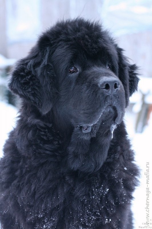 Фото: ньюфаундленд Beguschaya po Volnam Royal Flash (Бегущая по Волнам Роуал Флаш)