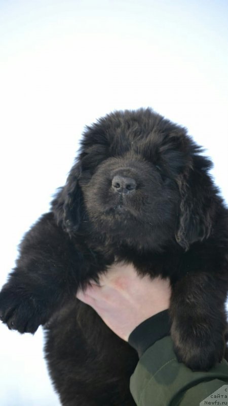 Фото: ньюфаундленд Nazar Vyatskiy Medved (Назар Вятский Медведь), ньюфаундленд Nelli Statnaya Koketka (Нелли Статная Кокетка)