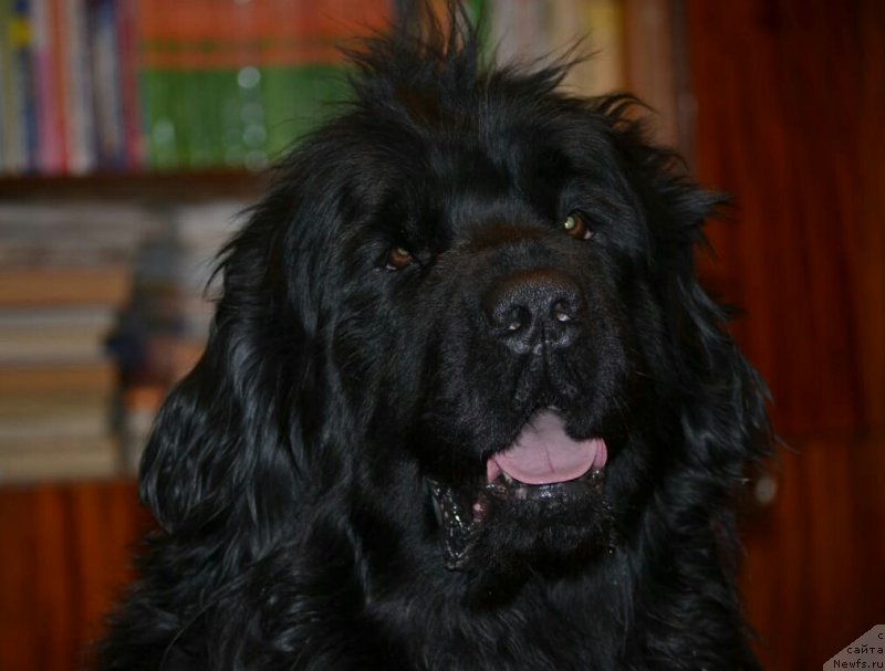 Фото: ньюфаундленд Nelli Statnaya Koketka (Нелли Статная Кокетка)