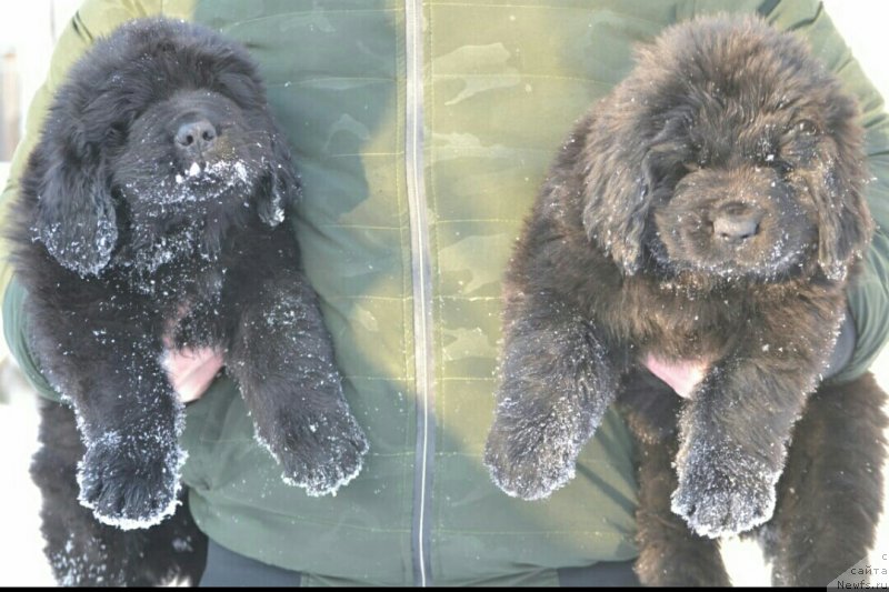 Фото: ньюфаундленд Nelli Statnaya Koketka (Нелли Статная Кокетка), ньюфаундленд Nazar Vyatskiy Medved (Назар Вятский Медведь)