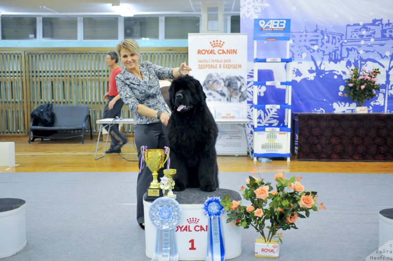 Фото: ньюфаундленд Much Better Kilnioji Sirdis