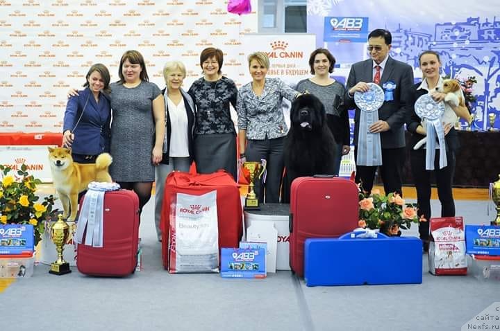 Фото: ньюфаундленд Much Better Kilnioji Sirdis