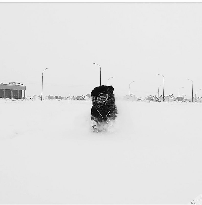 Фото: ньюфаундленд Chernyj Chank s Berega Dona (Черный Чанк с Берега Дона)