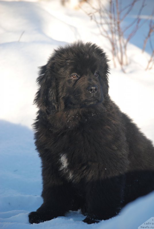 Фото: ньюфаундленд Moya Stihiya Stefaniya (Моя Стихия Стефания)