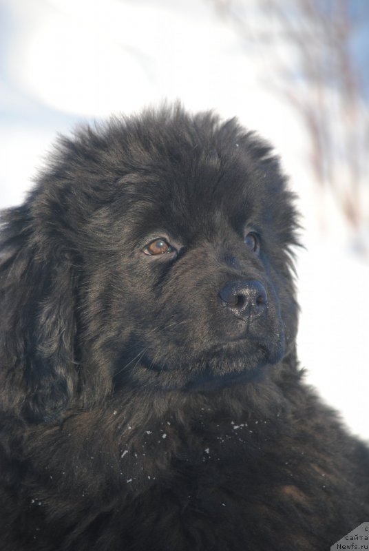 Фото: ньюфаундленд Moya Stihiya Stefaniya (Моя Стихия Стефания)