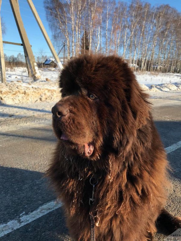 Фото: ньюфаундленд Brownblood MSK Lyon Labi-Roni (Браунблад  МСК Лион Лаби-Рони)