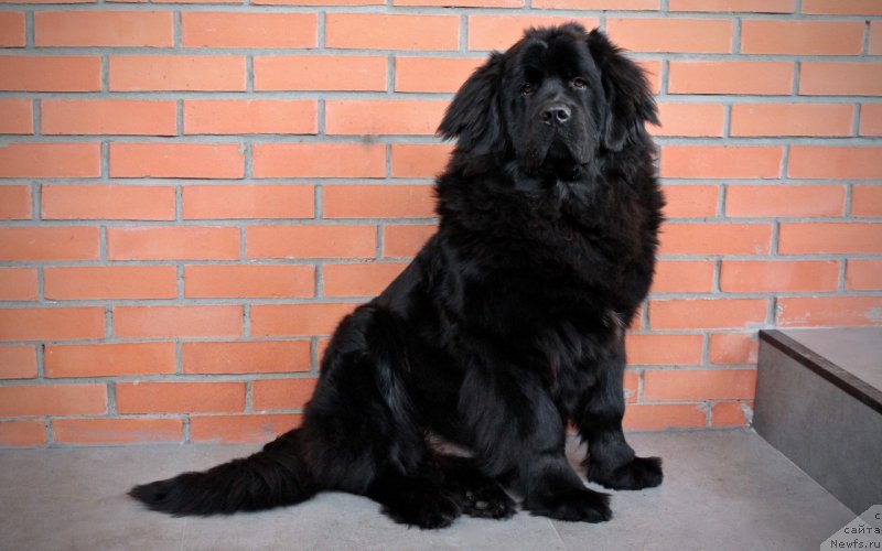 Фото: ньюфаундленд YAron YAvnyiy Favorit (Ярон Явный Фаворит)