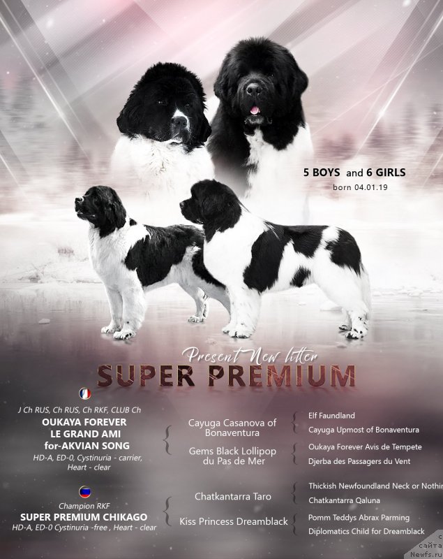 Фото: ньюфаундленд Super Premium Chicago (Супер Премиум Чикаго)