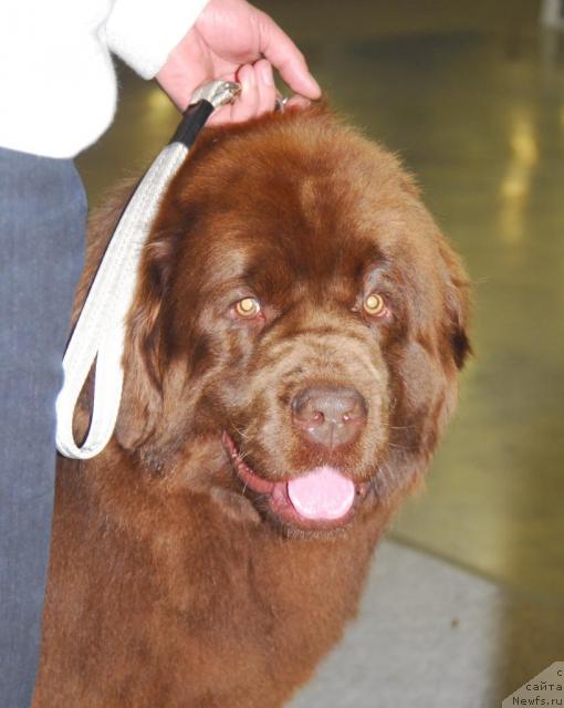 Фото: ньюфаундленд Izabett (Изабетт)