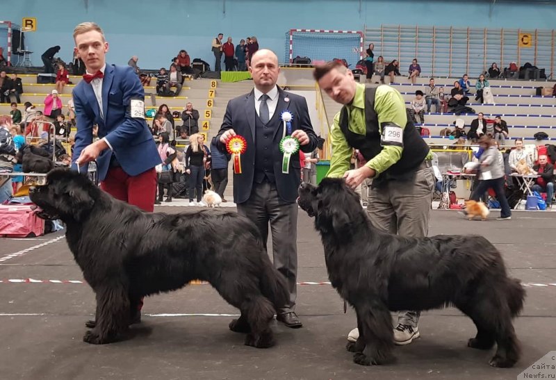 Фото: ньюфаундленд Brownblood MSK Amadey-Defender (Браунблад МСК Амадей-Дефендер)