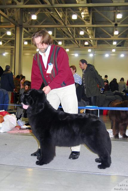 Фото: ньюфаундленд Potap Candri (Потап Цандри)