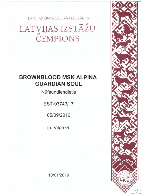 Фото: ньюфаундленд Brownblood MSK Alpina Guardian Soul (Браунблад МСК Альпина Гуардиан Соул)