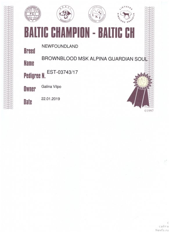 Фото: ньюфаундленд Brownblood MSK Alpina Guardian Soul (Браунблад МСК Альпина Гуардиан Соул)