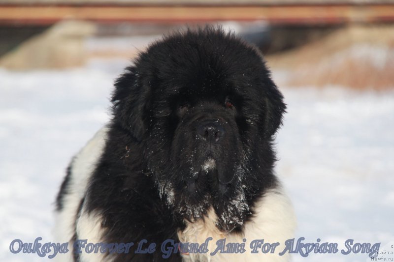 Фото: ньюфаундленд Oukaya Forever Le Grand Ami for-Akvian Song