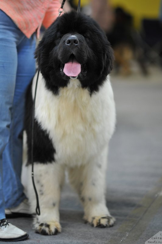 Фото: ньюфаундленд Diversant ot Karel'skih Medvedey (Диверсант от Карельских Медведей)