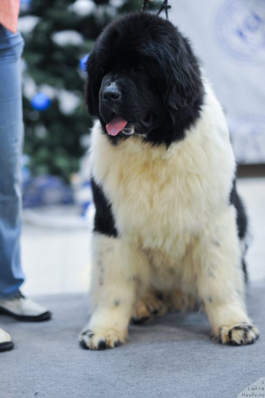 Фотография № 241384