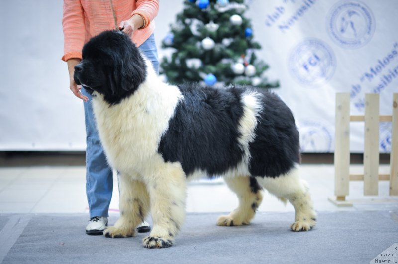 Фото: ньюфаундленд Diversant ot Karel'skih Medvedey (Диверсант от Карельских Медведей)