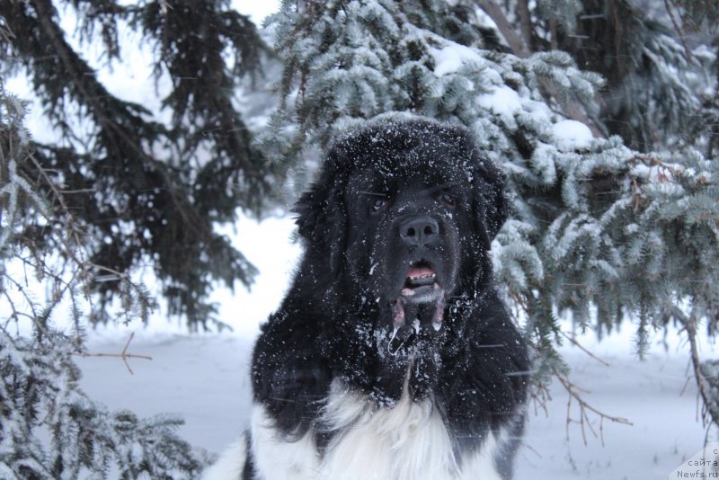 Фото: ньюфаундленд Plushevaya Panda Ferrero Rond Noir (Плюшевая Панда Ферреро Ронд Нуар)